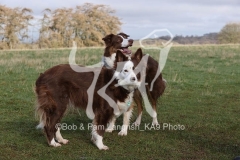 Collie - Border