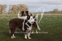Collie - Border