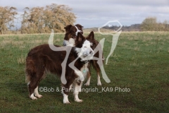 Collie - Border