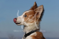 Collie - Border