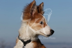 Collie - Border