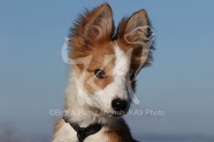 Collie - Border