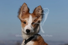 Collie - Border