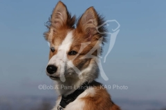 Collie - Border