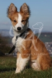 Collie - Border