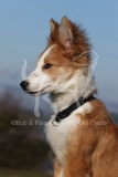 Collie - Border