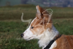 Collie - Border