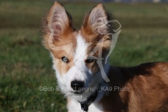 Collie - Border