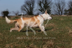 Collie - Border