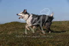 Collie - Border