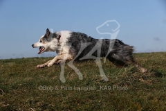 Collie - Border