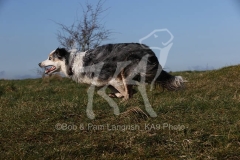 Collie - Border