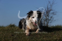 Collie - Border