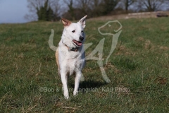 Collie - Border