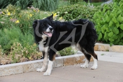 Collie - Border