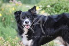 Collie - Border
