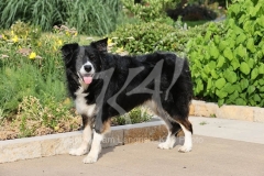 Collie - Border