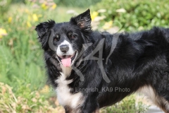 Collie - Border