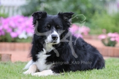 Collie - Border
