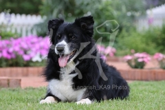 Collie - Border