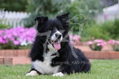 Collie - Border