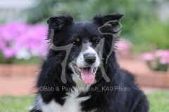 Collie - Border