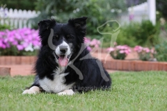 Collie - Border