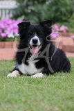 Collie - Border