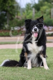 Collie - Border