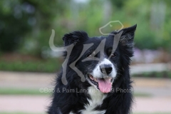Collie - Border