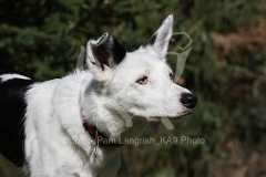 Collie - Border