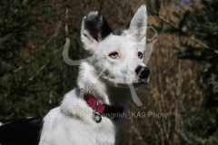 Collie - Border