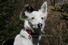 Collie - Border