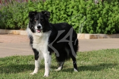 Collie - Border