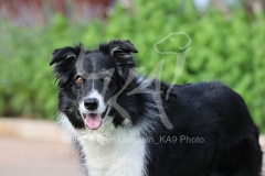 Collie - Border