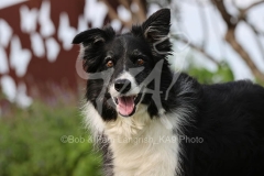 Collie - Border