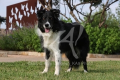 Collie - Border