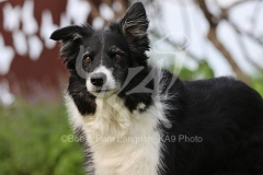 Collie - Border