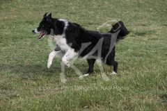 Collie - Border