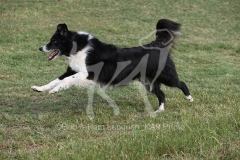 Collie - Border