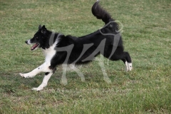 Collie - Border