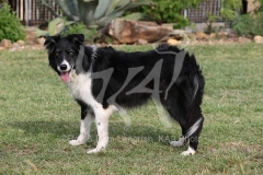 Collie - Border
