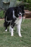Collie - Border