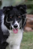 Collie - Border