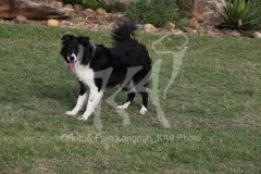 Collie - Border