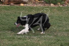 Collie - Border