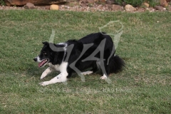 Collie - Border