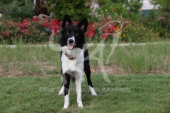 Collie - Border