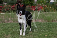 Collie - Border