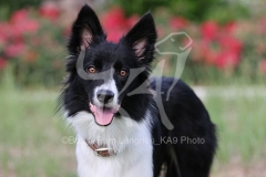 Collie - Border